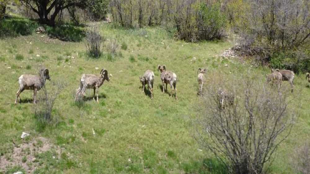 bighorn sheep.jpg